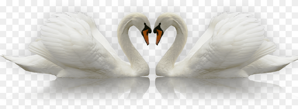 Swan Silhouette, Animal, Bird Free Transparent Png
