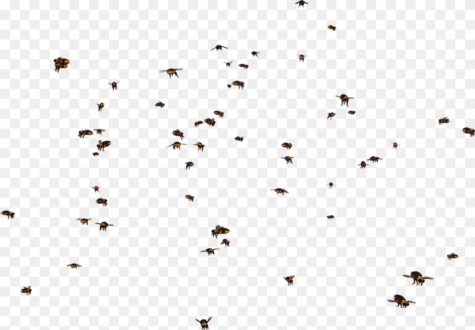 Transparent Swarm Clipart Swarm Of Bees, Animal, Flock, Bird, Aircraft Png