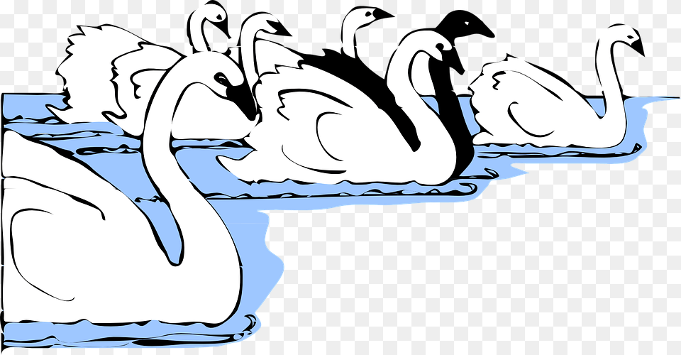 Swimmer Clipart Group Of Swan Cartoon, Animal, Bird, Baby, Person Free Transparent Png
