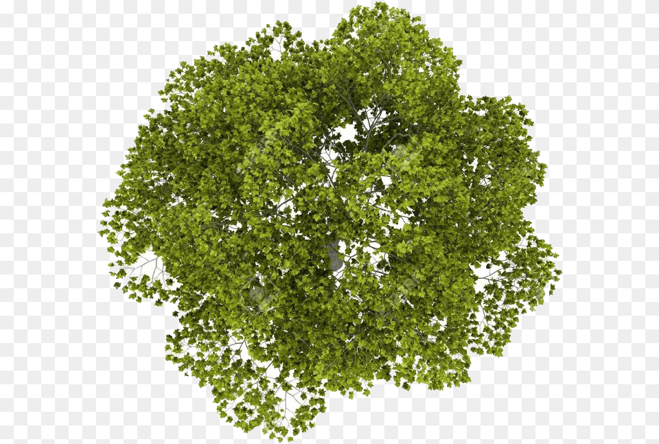 Transparent Sycamore Leaf Clipart Transparent Tree Top, Vegetation, Oak, Plant, Land Png