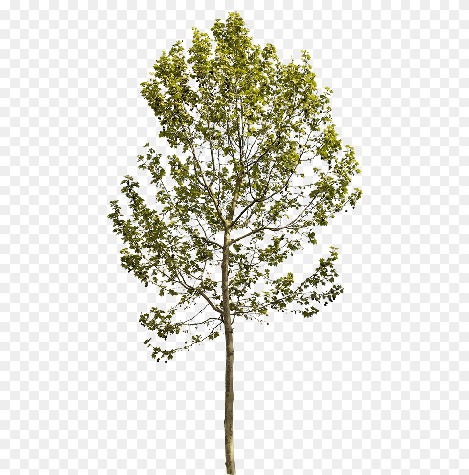 Sycamore Tree Platanus Occidentalis, Oak, Plant, Tree Trunk, Maple Free Transparent Png