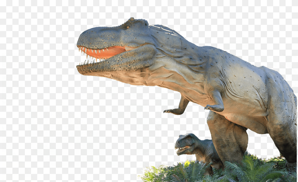 Transparent T Rex Head Adelaide Zoo Dinosaurs Alive, Animal, Dinosaur, Reptile, T-rex Free Png