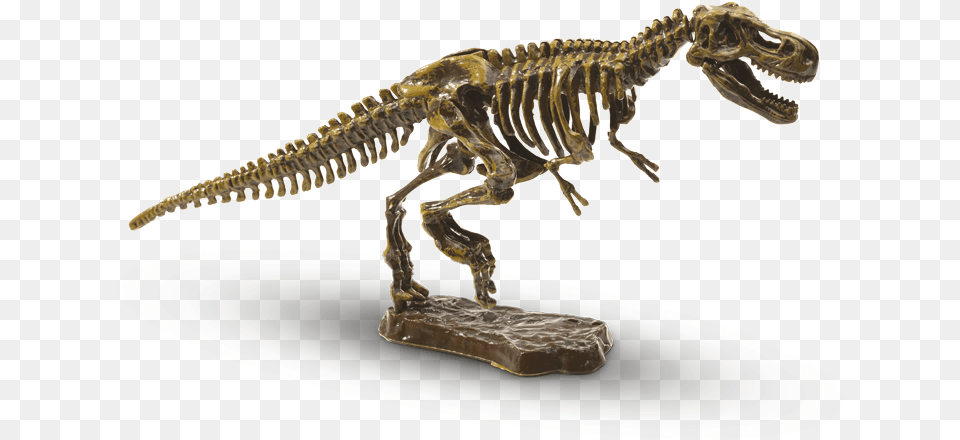 Transparent T Rex Skeleton, Animal, Dinosaur, Reptile, T-rex Free Png Download
