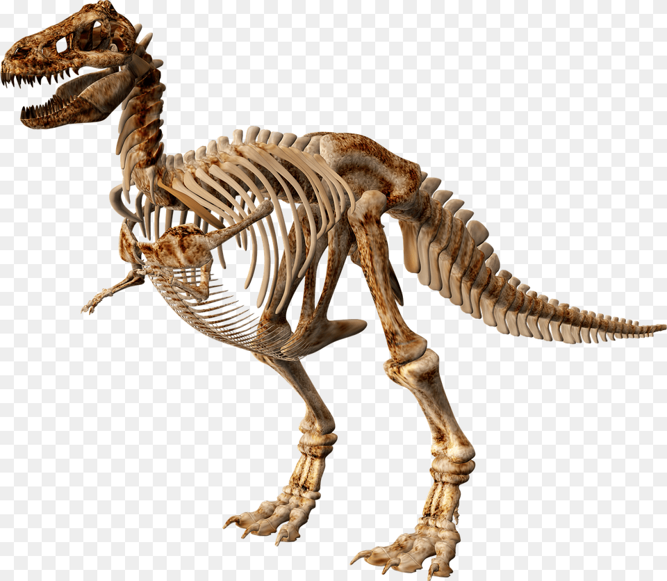 Transparent T Rex Skeleton Clipart Dinosaur Skeleton, Animal, Reptile Png Image