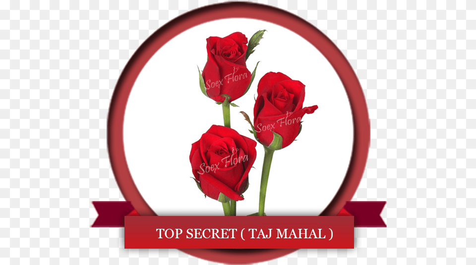Taj Mahal Rose And Taj Mahal, Flower, Plant Free Transparent Png