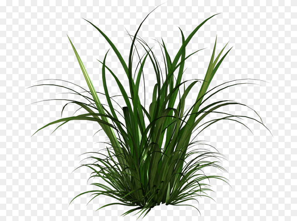 Transparent Tall Grass Texture, Plant, Green Png