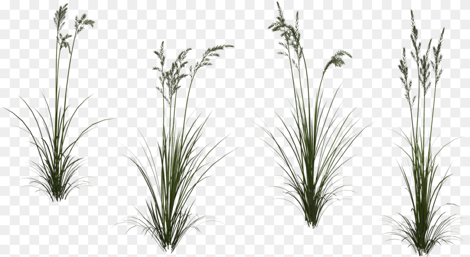 Transparent Tall Grass Texture, Plant, Agropyron, Vegetation, Reed Png Image