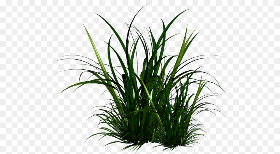 Transparent Tall Grass Texture Tall Grass Illustration, Green, Plant, Vegetation Png Image