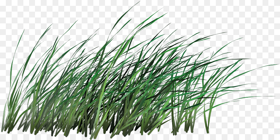 Transparent Tall Grass Transparent Transparent Background Tall Grass, Plant, Vegetation, Lawn, Green Png