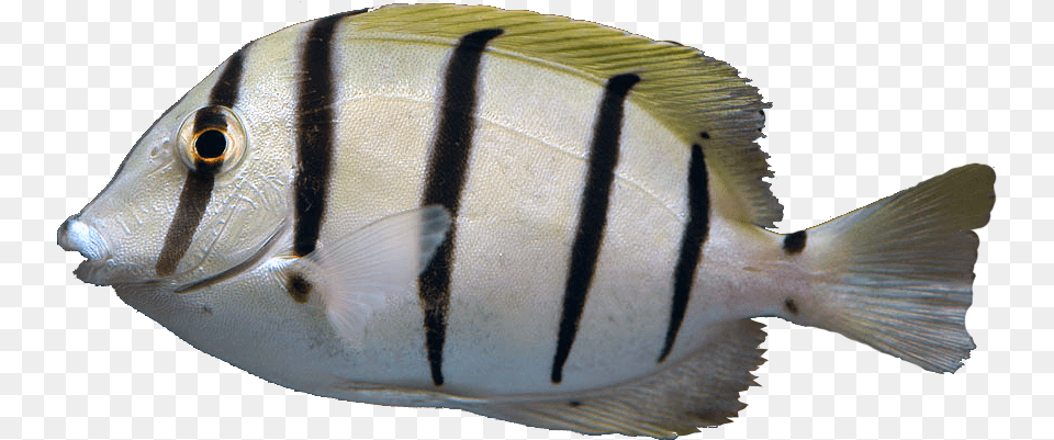 Transparent Tang Convict Tang, Animal, Fish, Sea Life, Surgeonfish Png Image