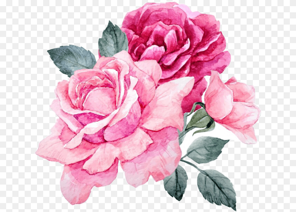 Transparent Tea Aesthetic, Carnation, Flower, Plant, Rose Png Image