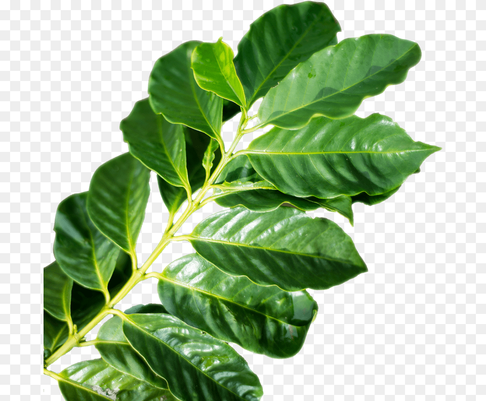 Transparent Tea Leaf Coffee Leaf, Plant, Tree, Vegetation, Annonaceae Png Image