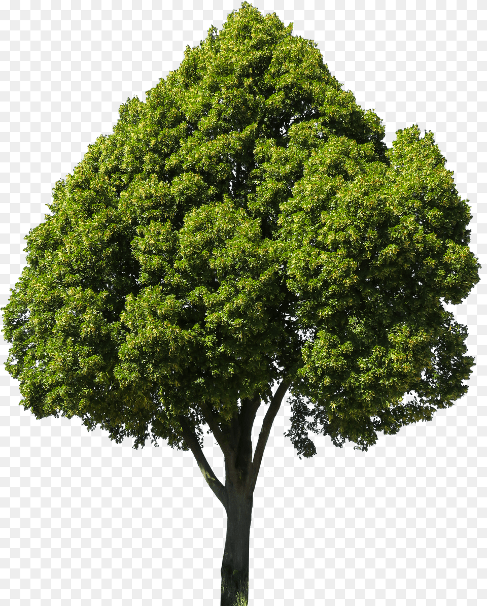 Texturas Peepal Tree Clipart Free Transparent Png