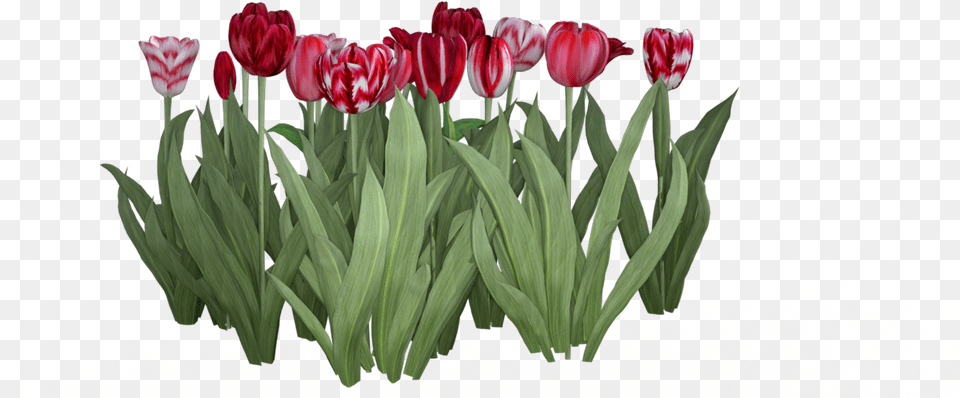 Transparent Texture Tulip, Flower, Plant, Petal Png Image