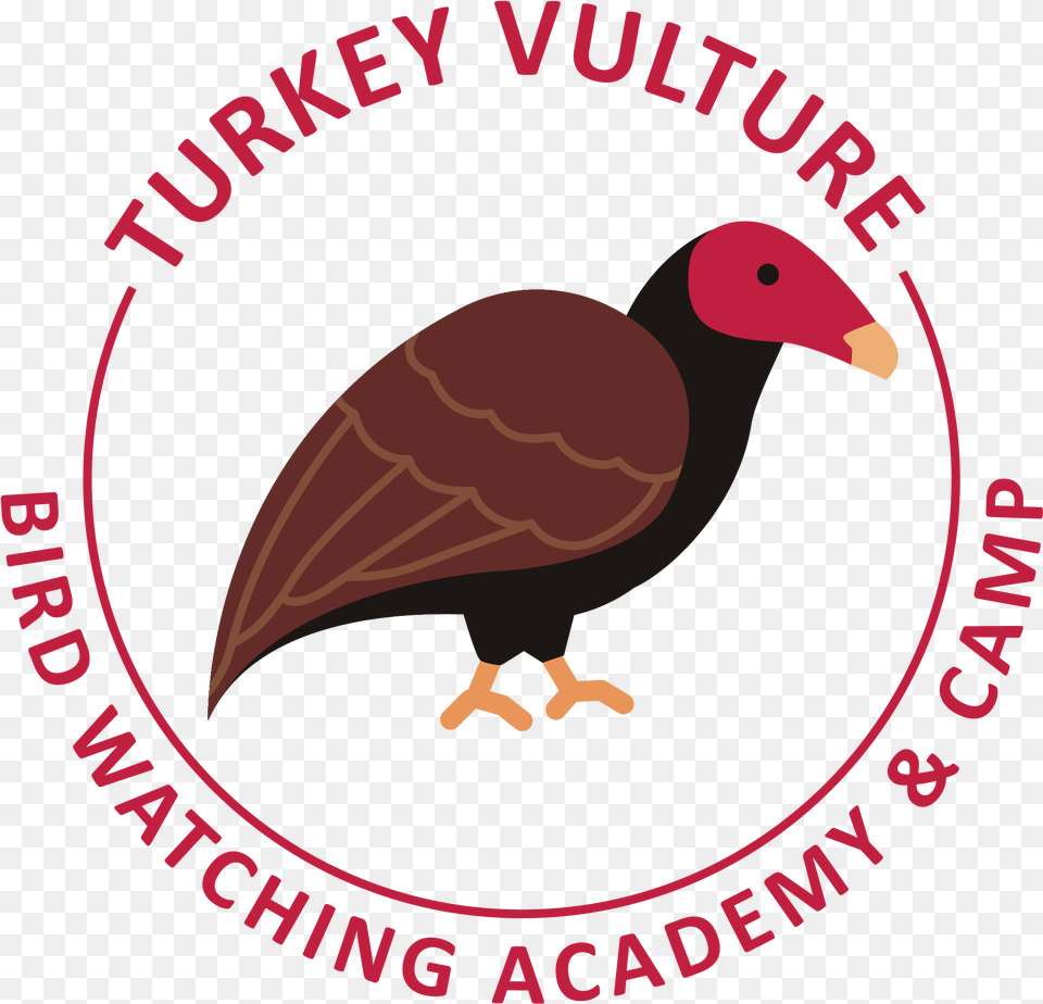The Vulture Turkey Vulture, Animal, Beak, Bird, Condor Free Transparent Png