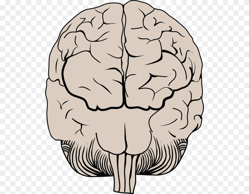 Transparent Thinking Brain Clipart Illustration, Person, Ct Scan, Food, Nut Png Image