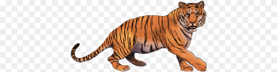 Transparent Tiger, Animal, Mammal, Wildlife Png