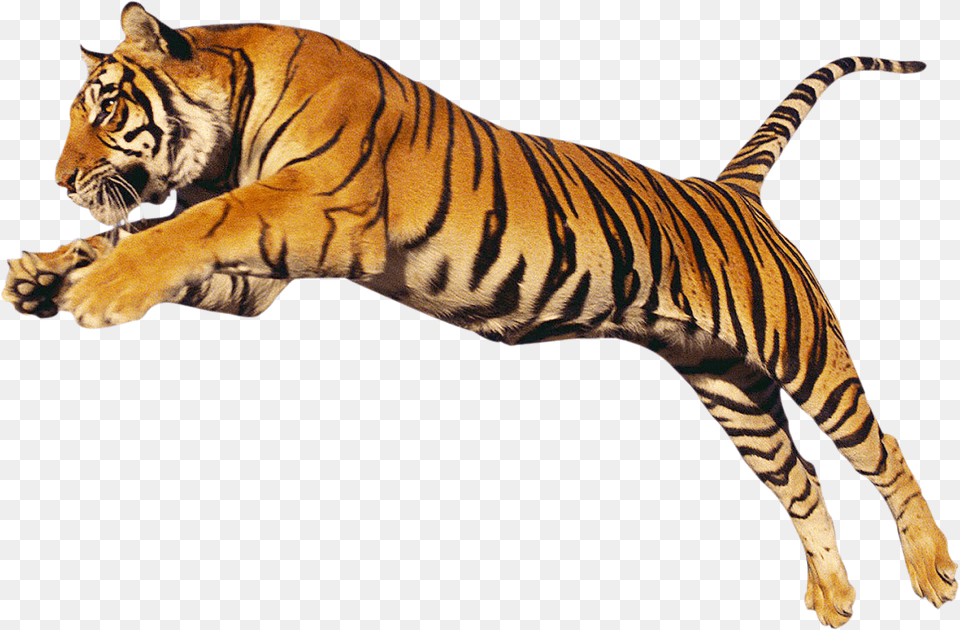Transparent Tiger Bengal Tiger Transparent, Animal, Mammal, Wildlife Png Image