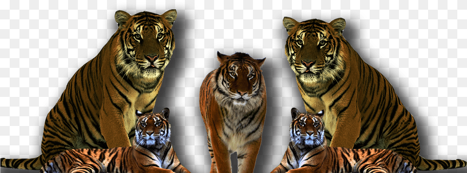 Tiger Face Clipart Black And White, Animal, Mammal, Wildlife Free Transparent Png