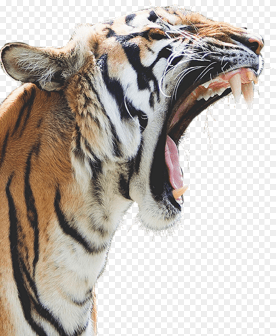 Tiger Head Clipart Tiger Roaring White Background Free Transparent Png