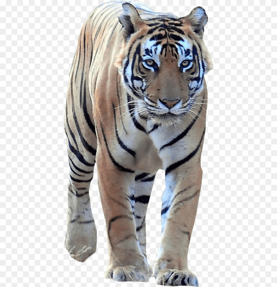 Transparent Tiger Ranthambore National Park, Animal, Mammal, Wildlife Free Png