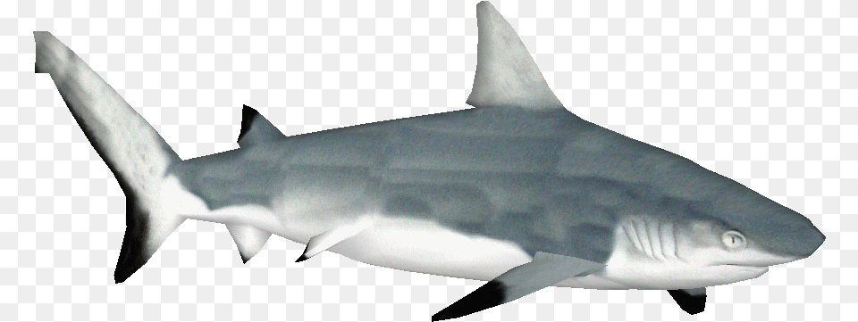 Tiger Shark Clipart Squaliformes, Animal, Fish, Sea Life Free Transparent Png