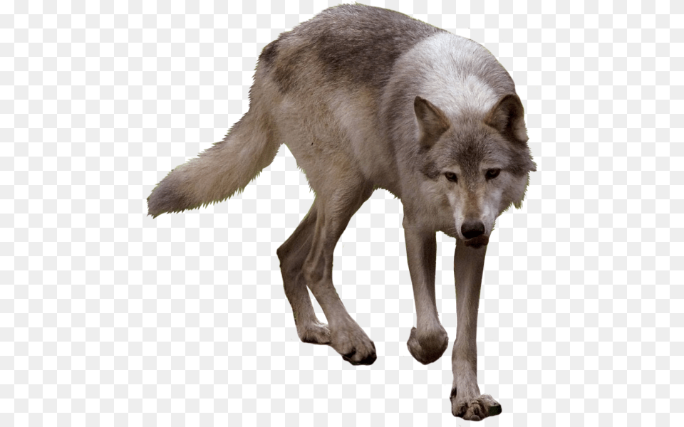 Transparent Timberwolf Clipart Timberwolf, Animal, Canine, Dog, Mammal Png Image