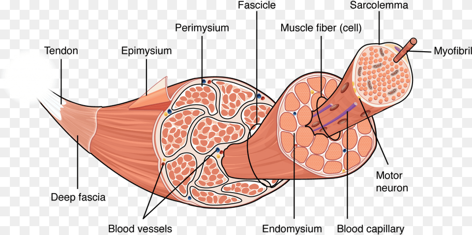 Transparent Tissue Clipart Muscle Structure Hierarchy, Animal, Fish, Sea Life, Shark Free Png