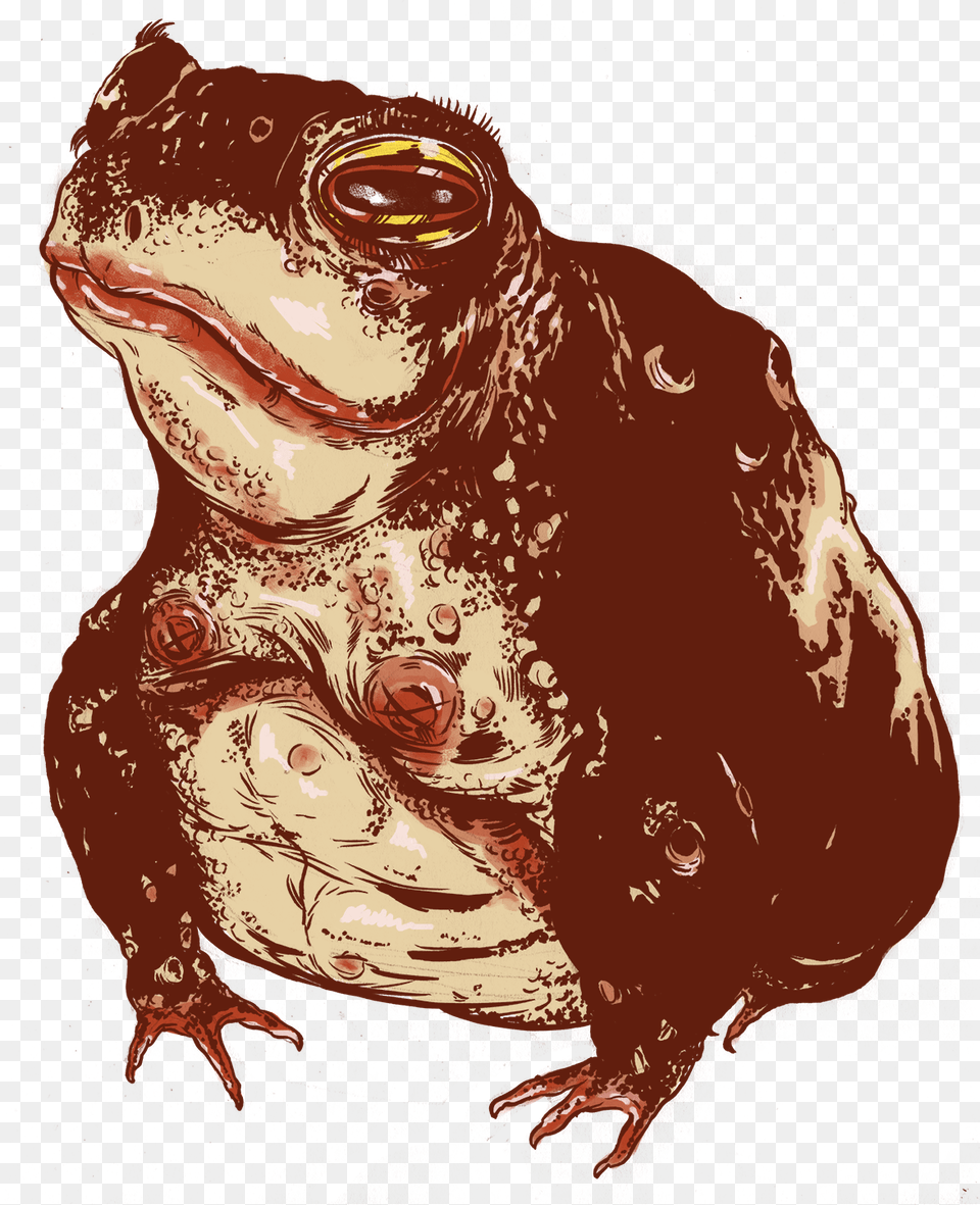 Transparent Toad Animal Eastern Spadefoot, Wildlife, Person, Amphibian, Frog Png