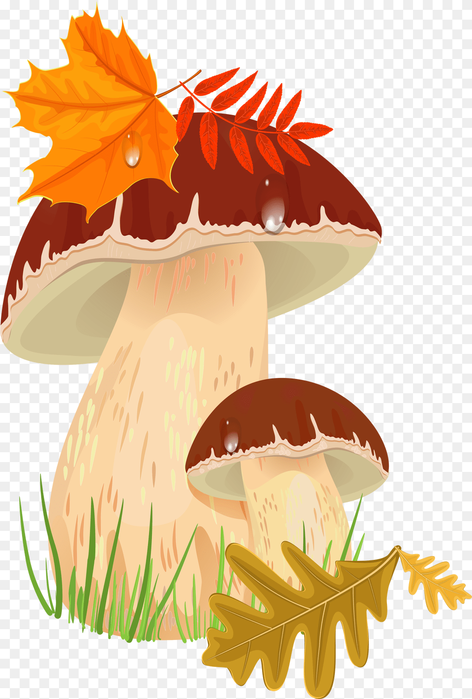 Transparent Toadstool Autumn Mushrooms, Leaf, Plant, Fungus, Mushroom Png