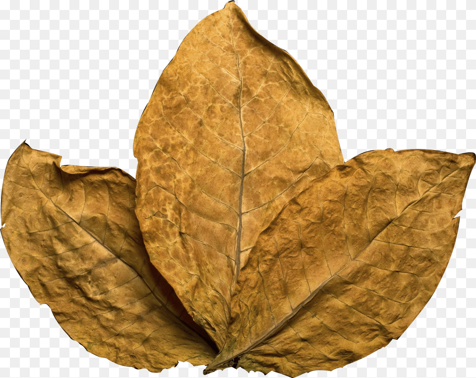 Transparent Tobacco Leaf, Logo, Photography, Text Free Png