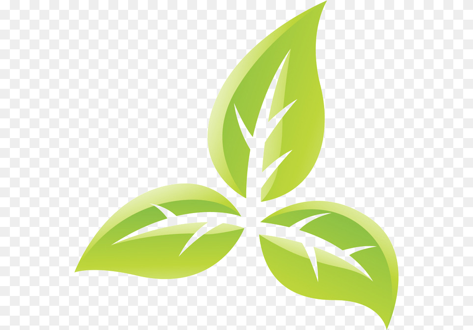 Transparent Tobacco Leaf Tobacco Plant Tobacco Symbol, Green, Herbal, Herbs Png