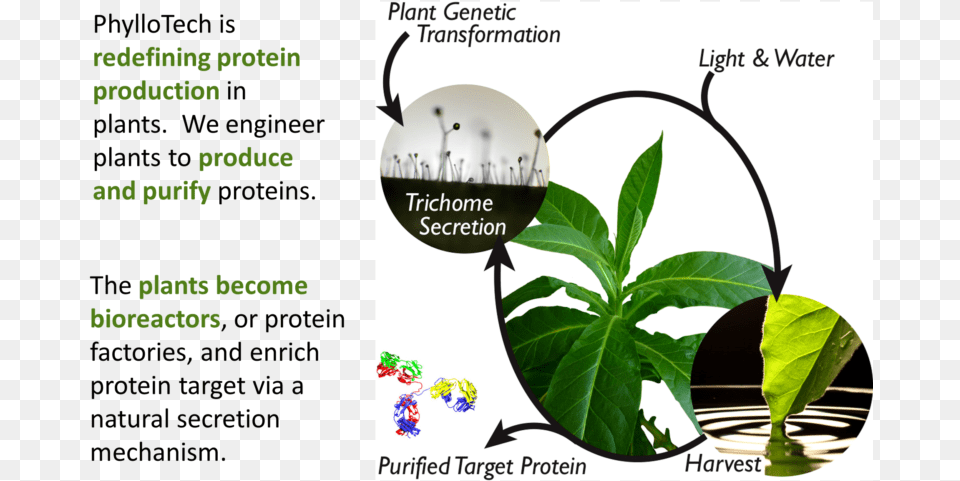 Tobacco Plant Protein Production In Plants, Herbal, Herbs, Leaf, Vegetation Free Transparent Png