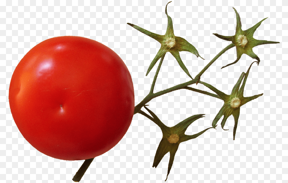 Transparent Tomato Plant Tomato Stem, Food, Produce, Vegetable, Balloon Png Image