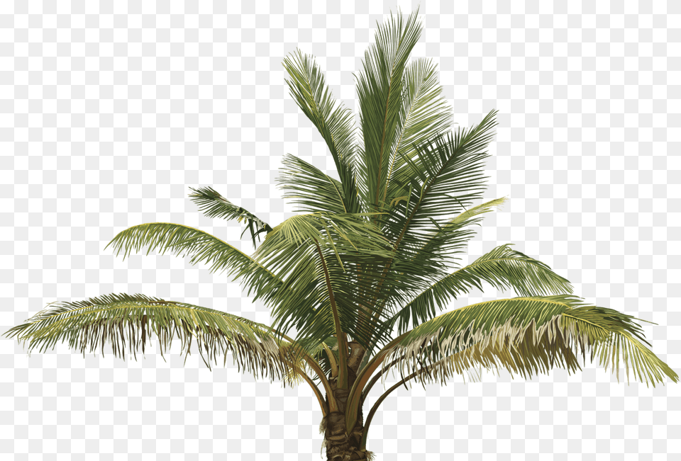 Top View Of Tree Oil Palm Tree, Palm Tree, Plant, Leaf Free Transparent Png