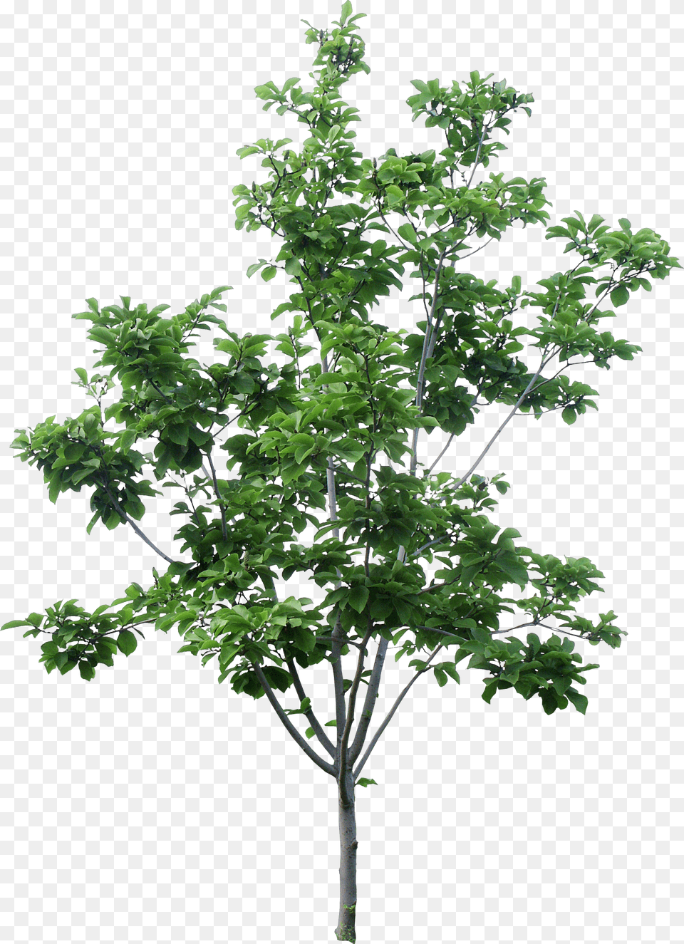 Transparent Top View Trees Plans, Leaf, Oak, Plant, Sycamore Png Image