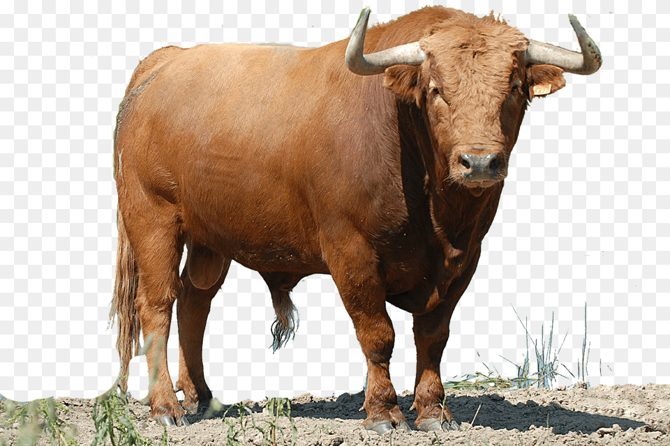 Transparent Toro Clipart Imgenes De Toros, Animal, Bull, Cattle, Livestock Png