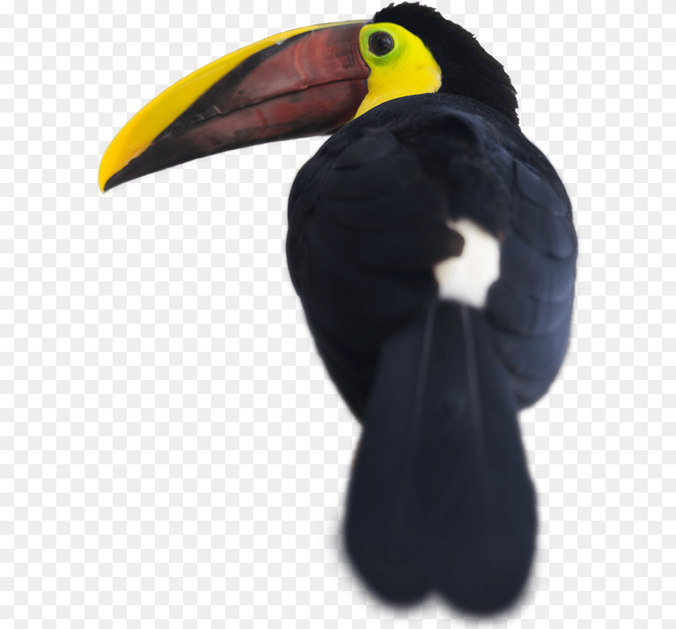 Transparent Toucan Clipart Gif Toucans, Animal, Beak, Bird Png