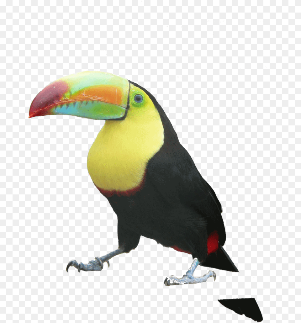Transparent Toucan Toucan Transparent Hd, Animal, Beak, Bird Png