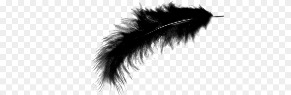 Transparent Transparent Background Feather, Gray Png