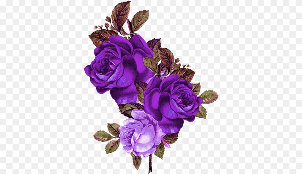 Transparent Transparent Background Flower, Rose, Plant, Purple, Geranium Free Png