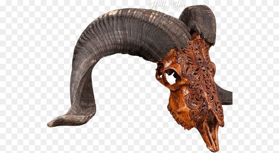 Transparent Transparent Skull Ram Skull, Animal, Elephant, Mammal, Wildlife Free Png Download