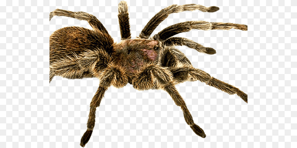 Transparent Transparent Spider Spider, Animal, Invertebrate, Insect, Tarantula Png