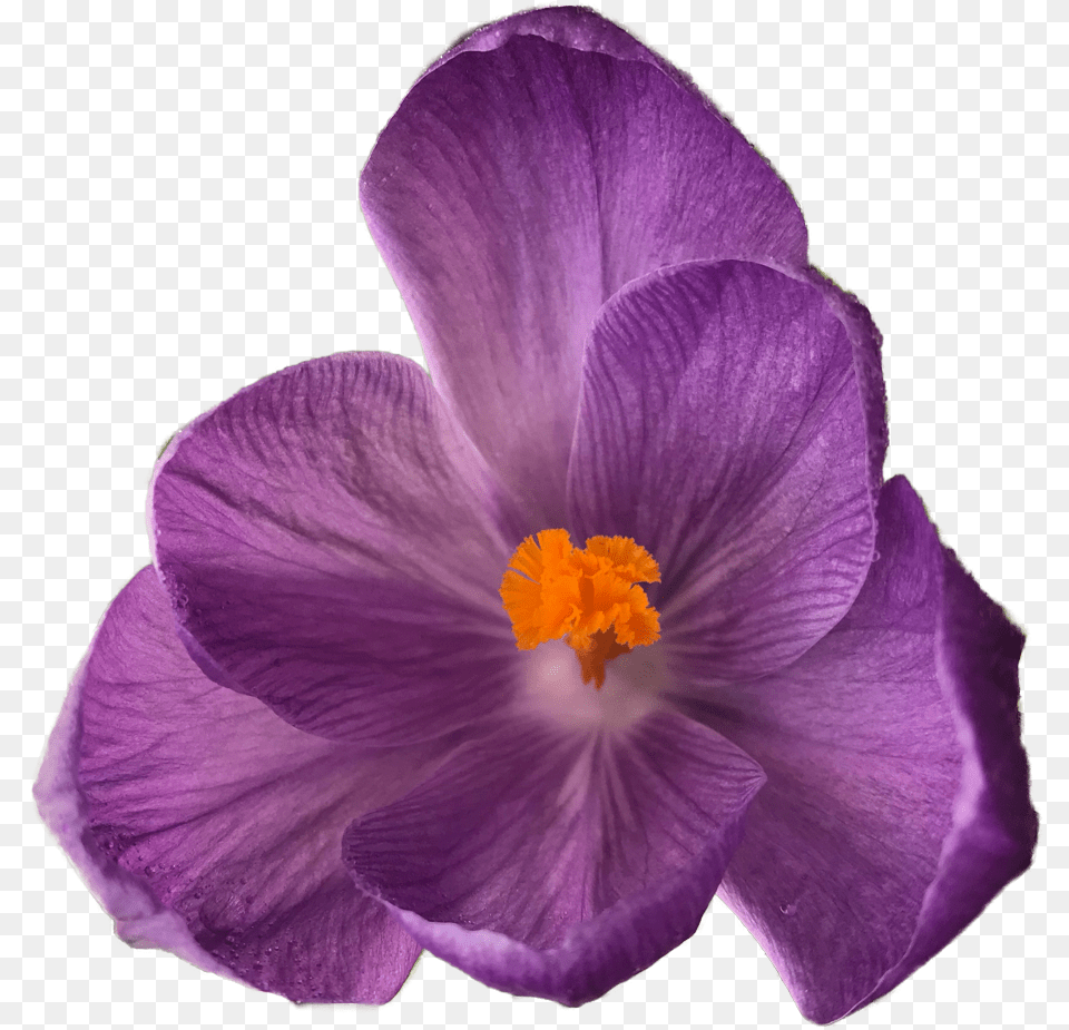 Transparent Transparent Tumblr Flower, Plant, Geranium, Rose, Crocus Free Png Download