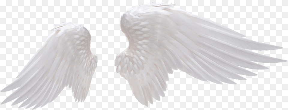Wings Realistic Angel Wings, Animal, Bird Free Transparent Png
