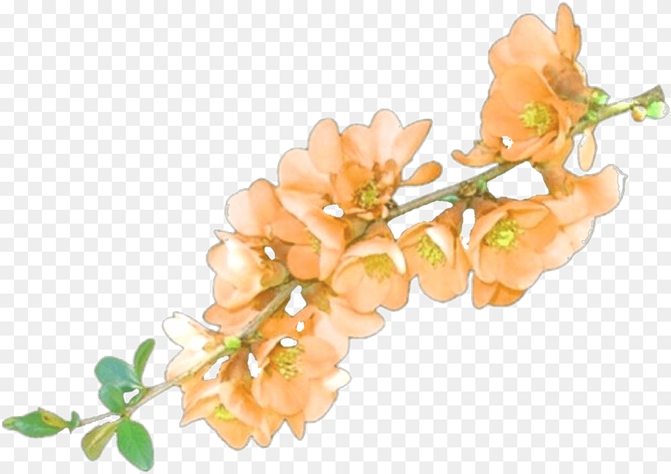 Transparent Transparents Sticker Stickers Aest Transparent Aesthetic Orange Flowers, Flower, Petal, Plant, Anther Free Png Download