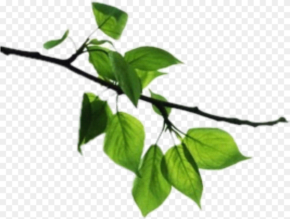 Transparent Tree Branch, Leaf, Plant, Vine, Annonaceae Free Png