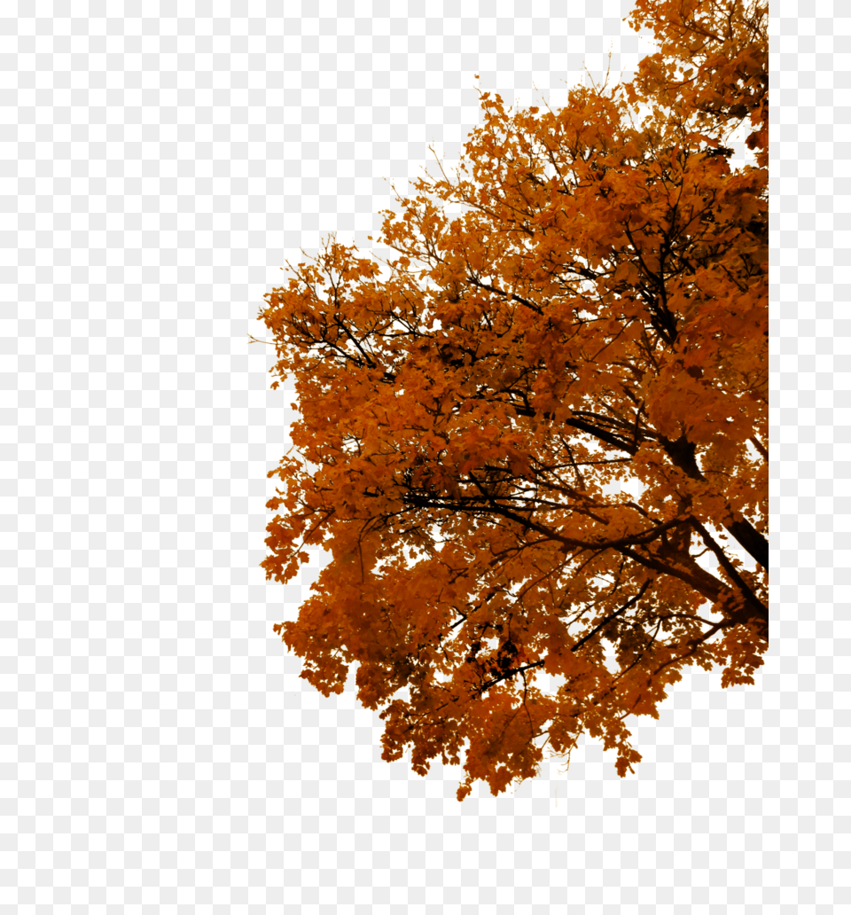 Transparent Tree Branch Autumn Tree Cut Out, Leaf, Maple, Plant Png