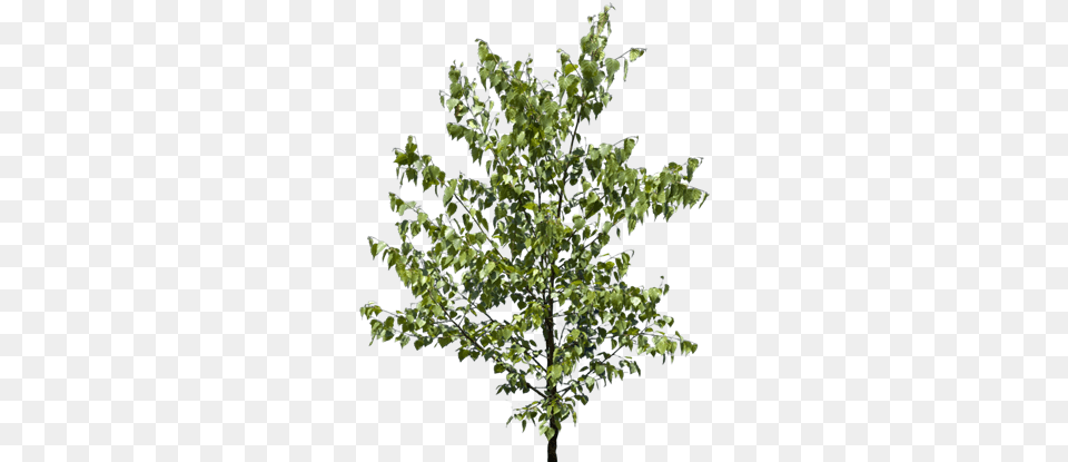 Transparent Tree Branch Texture American Holly, Leaf, Oak, Plant, Sycamore Png Image