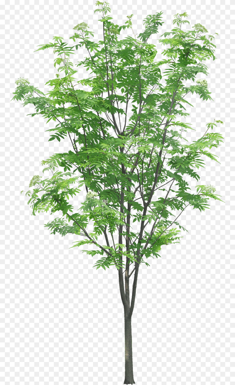 Transparent Tree Branches Tree Branch Texture, Green, Leaf, Maple, Plant Free Png Download